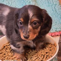 Arrow 4,300 - Dapple male Dachshund puppy in Tonopah, Arizona from Desert Diamond Dachshunds