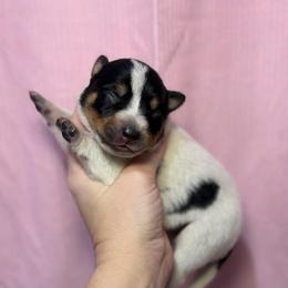 Maggie - Blue speckled female Australian Cattle Dog puppy in Rosharon, Texas from 4Surge Cattle Dogs