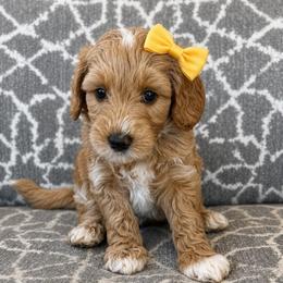 Clara - Apricot female Goldendoodle puppy in Pine Grove, California from Lundee Doodles