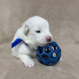 Samoyed Puppies from Subarktika Samoyeds