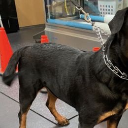 Rottweilers from Nevins Rottweilers