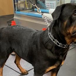 Rottweilers from Nevins Rottweilers