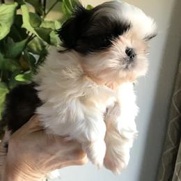 Shih Tzu Puppies from Willow Lane Shih Tzus