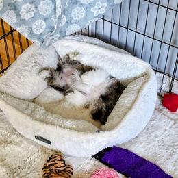 Saffron - Brindle female Lhasa Apso puppy in Hillsboro, Oregon from Luv-N-Laughter Lhasa Apsos