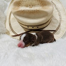 'Dori' - Red tri-color female Australian Shepherd puppy in Durand, Wisconsin from Larson’s Legacy Aussome Aussie Kennels