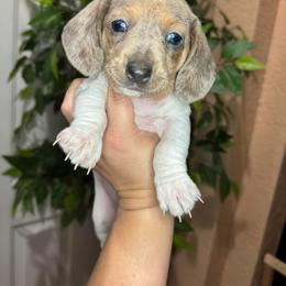 Dachshund Puppies from Davidson's Dachshunds