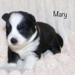 Mary - Black and white female Pomsky puppy in Denham Springs, Louisiana from Bayouland Pomskies