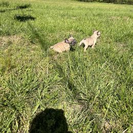 French Bulldog Puppies from Boone County Bulldogs