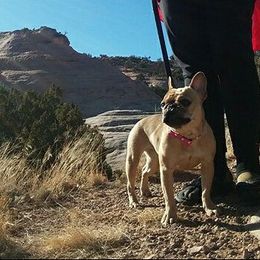 Boston Terrier, Bulldog, and French Bulldog Puppies from JP Ranch Bulldogs