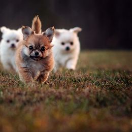 Girl 1 - Chihuahua puppy from DiLusso Chihuahuas