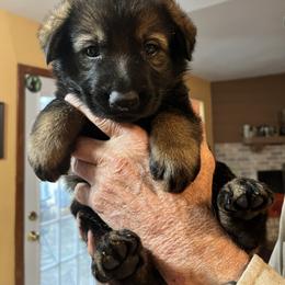 Dark Blue - Sable male German Shepherd puppy in San Antonio, Texas from Grendelhaus Shepherds