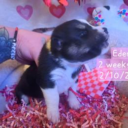 Pembroke Welsh Corgi and Siberian Husky Puppies from Regal Huskies of the Carolinas