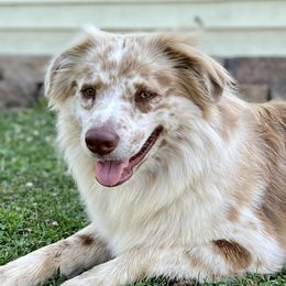 Archie - Australian Shepherd