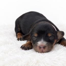 Autumn - Black and tan female Dachshund puppy in Fredricktown, Missouri from Ivy Cream Dachshunds