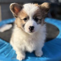 Mocha - Black and tan female Pembroke Welsh Corgi puppy in Grand Rapids, Michigan from Corgi Love Tales