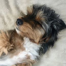 Baloo - Aussiedoodle