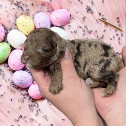 Girl 5 - Merle female Cavapoo puppy in Coshocton, Ohio from Forever Family Puppies
