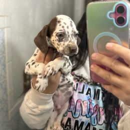 Garnet - White and liver brown male Dalmatian puppy in Toledo, Ohio from Exquisite Dalmatians & Poodles
