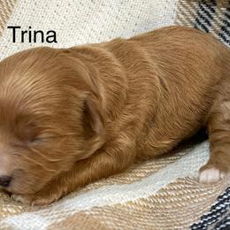 Trina - Red female Cavapoo puppy in Lebanon, Missouri from Cobbs Creek Canines