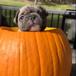 French Bulldog Puppies from Piper’s Pups