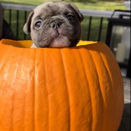 French Bulldog Puppies from Piper’s Pups
