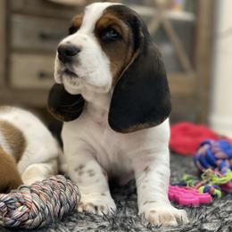 Merryweather - Black tan and white female Basset Hound puppy in Remington, Virginia from Lotus Rose Basset hounds