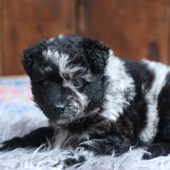 Maximo - Black merle male Mudi puppy in Gatlinburg, Tennessee from Greenbrier