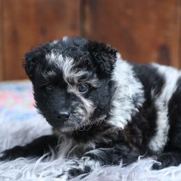 Maximo - Black merle male Mudi puppy in Gatlinburg, Tennessee from Greenbrier