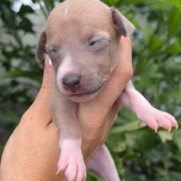 Biscuit - Blue fawn female Italian Greyhound puppy in Southwest Florida, Florida from Woofford Italian Greyhounds