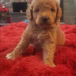 Teal boy mini goldendoodle - Red  male Goldendoodle puppy in Howell, Michigan from Robbin's Treasures