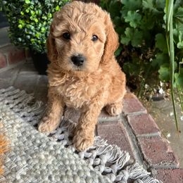 Aussiedoodle and Goldendoodle Puppies from Skyridge Doodles