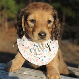 Lilly - Cream female Dachshund puppy in Big Sandy, Texas from Linda B’s Dachshunds