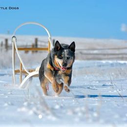 Australian Cattle Dog All Grown Up from Wiser Australian Cattle Dogs