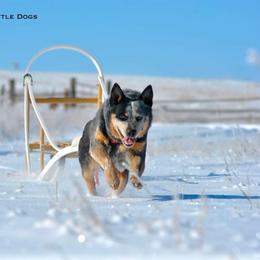 Australian Cattle Dog All Grown Up from Wiser Australian Cattle Dogs