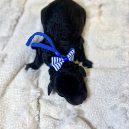 ANTHONY - Black male Goldendoodle puppy in Houston, Texas from Pia’s Doodle Poodle Wag