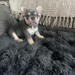French Bulldog Puppies from Foster Lake Frenchies