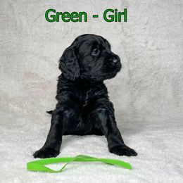 Goldendoodle and Poodle Puppies from Poodles and Doodles By Grace