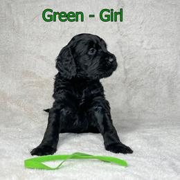 Goldendoodle and Poodle Puppies from Poodles and Doodles By Grace