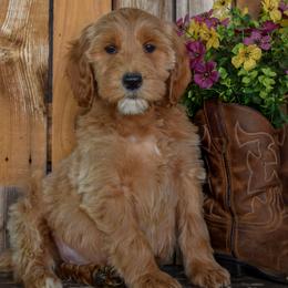 Girl 3 - female Irish Doodle puppy in Macedon, New York from Toodles Goldendoodles