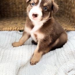 Cove - Red tri-color male Australian Shepherd puppy in Unionville, Iowa from Soap Creek Kennels