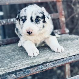 Blue - Blue merle male Border Collie puppy in Minden, Iowa from Rocking N Registered Border Collies & Labradors