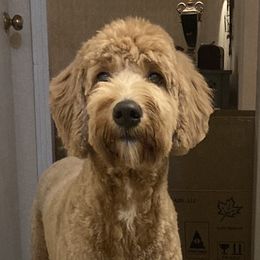 Tesla  - Goldendoodle