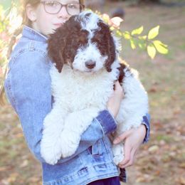 Bernedoodle Puppies from Homestead Bernedoodles