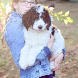 Bernedoodle Puppies from Homestead Bernedoodles
