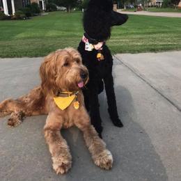 Goldendoodles from Flightline Doodles