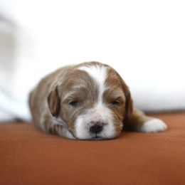 Goldendoodle Puppies from Maggies Doodles (maggiesdoodlesaz.com)