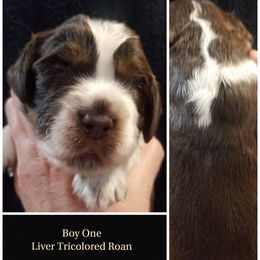 Boy 1 - Liver white and tan male English Springer Spaniel puppy in Silverdale, Washington from TimberVale Springers