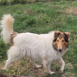 Dove - Collie
