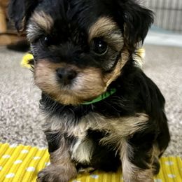 Yorkipoo Puppies from Gin and Stella's Adventures