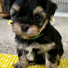 Yorkipoo Puppies from Gin and Stella's Adventures